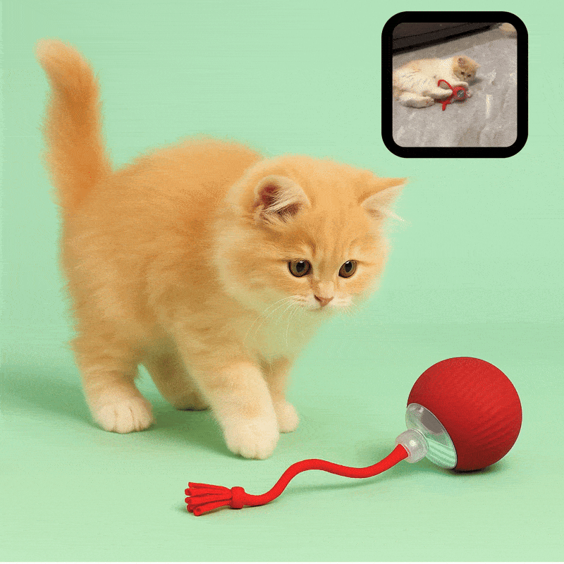 🐱 MiauMotion™ – La Pelota Inteligente que Mantiene a tu Gato en Movimiento